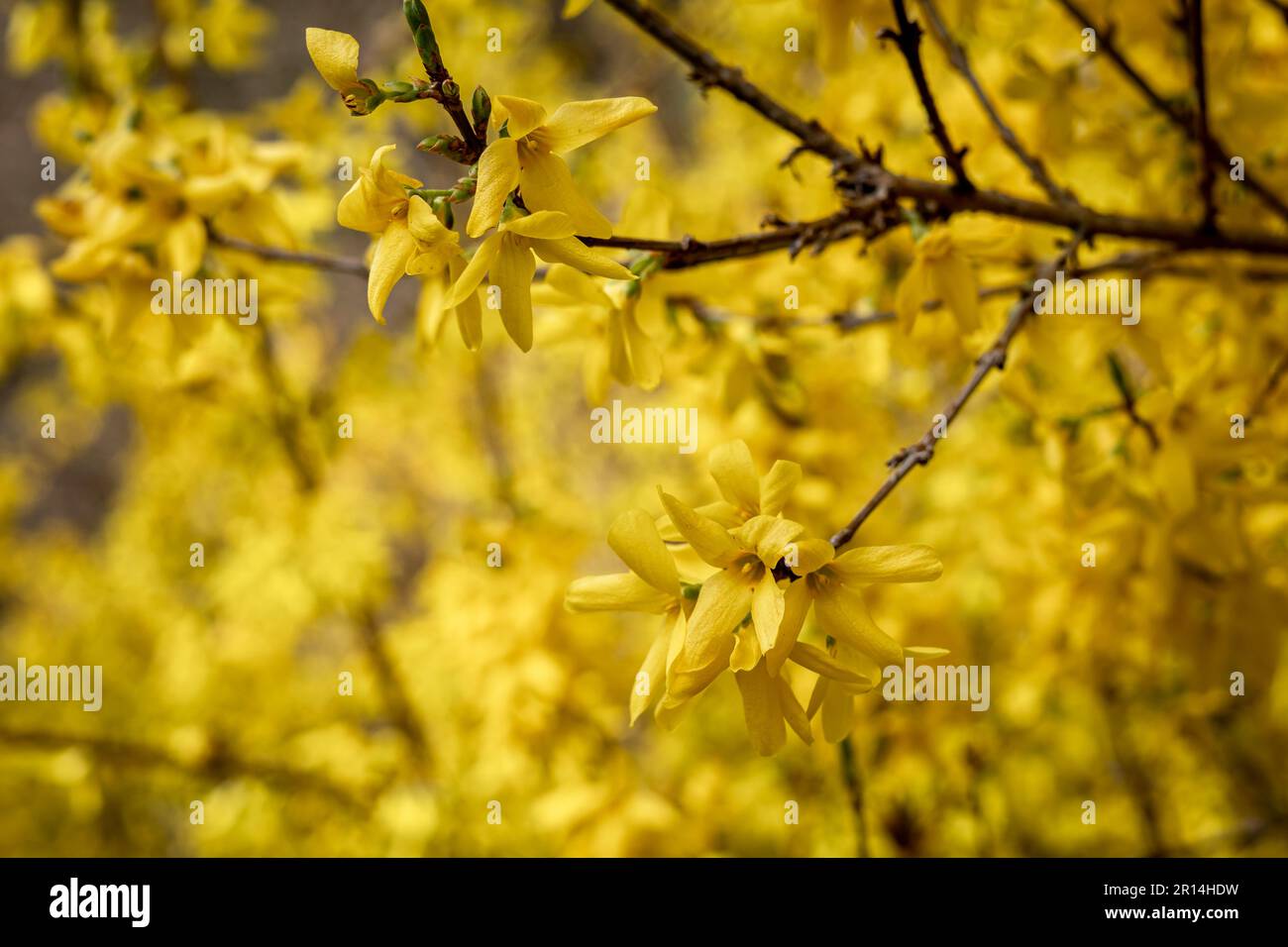 Blooming yellow forsythia plant as a springtime background. Stock Photo
