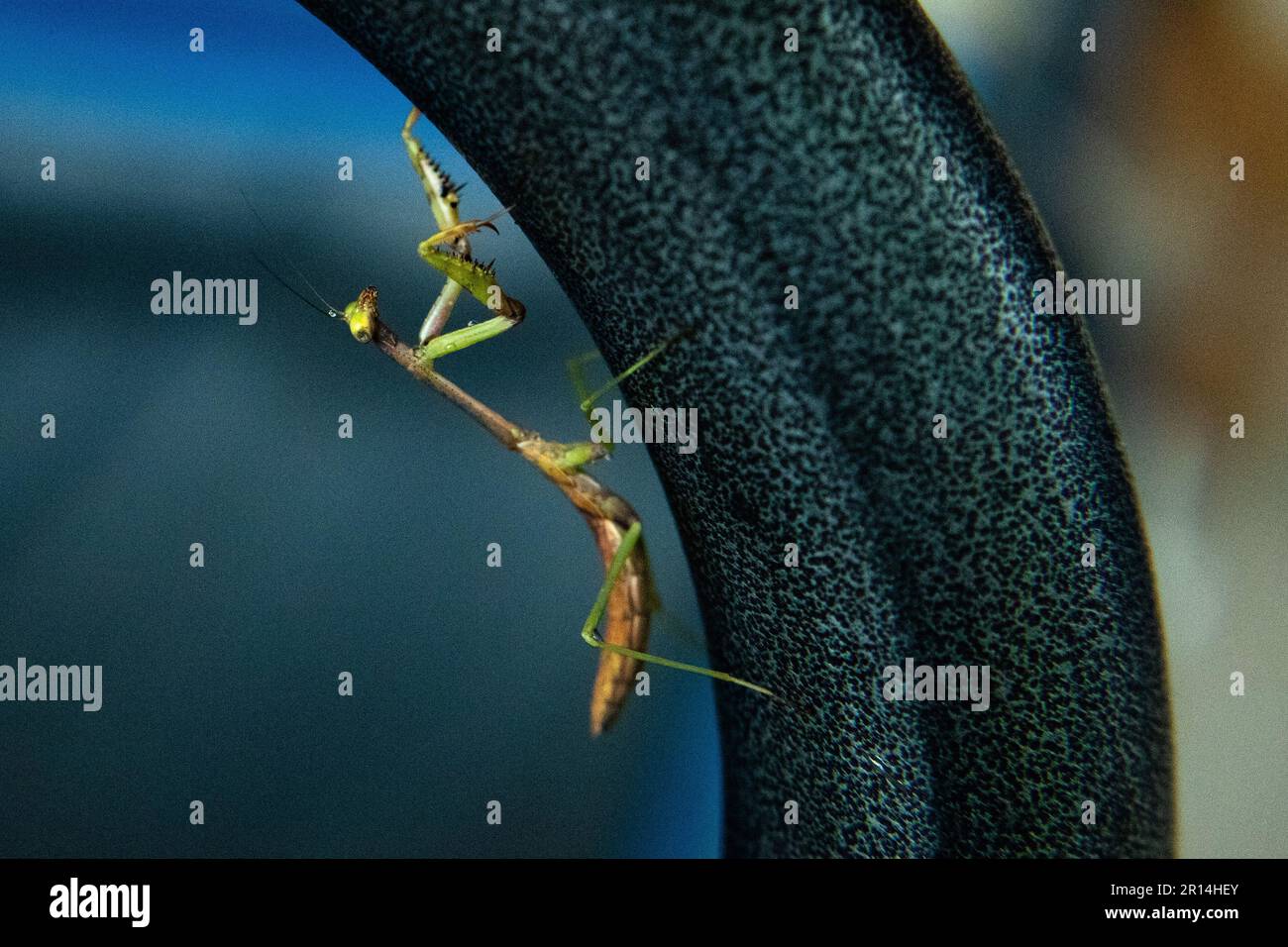 upside down praying mantis on the arm of a chair Stock Photo Alamy