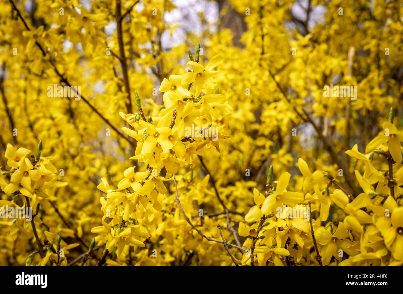 Blooming yellow forsythia plant as a springtime background. Stock Photo