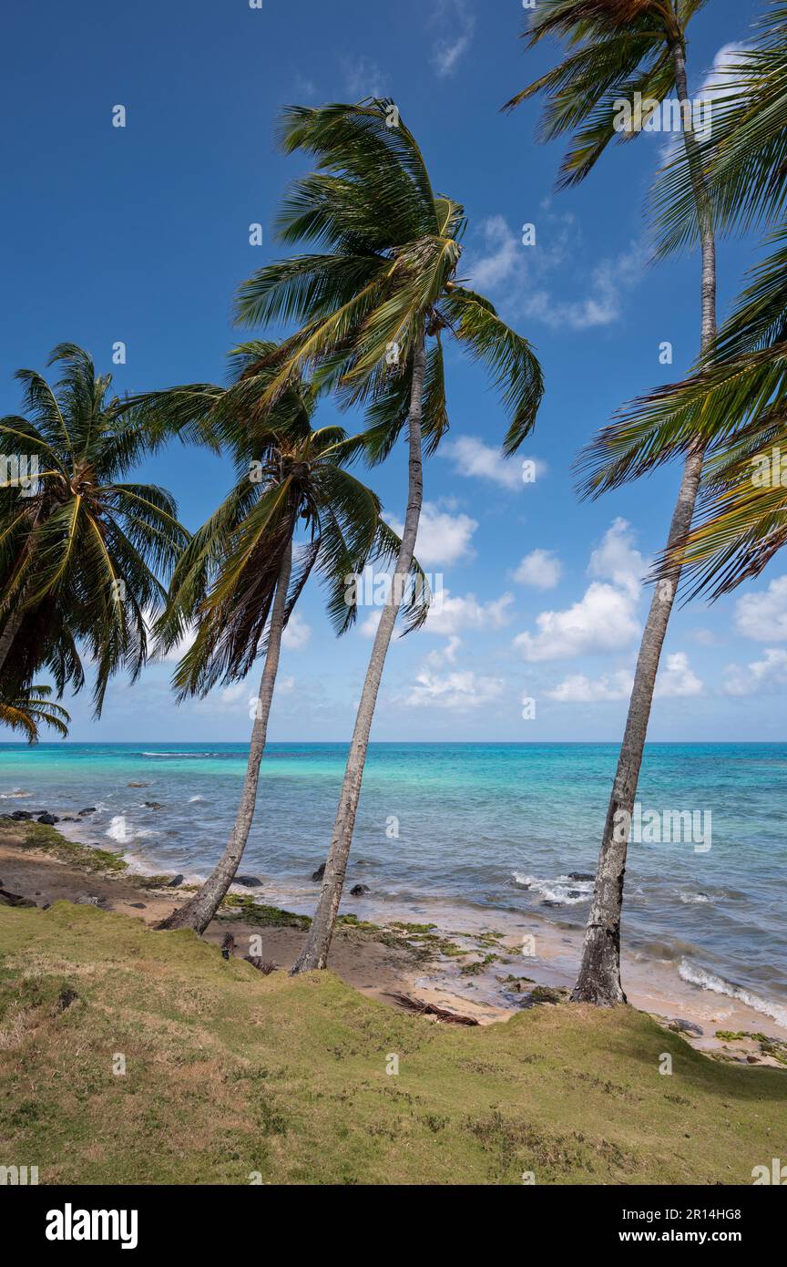 Caribbean sea nature theme. Palm tree on beach island Stock Photo