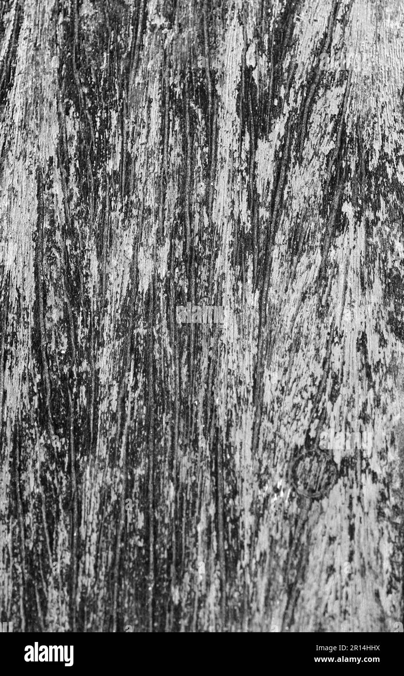 Abstract black and white wooden grain background or wallpaper Stock