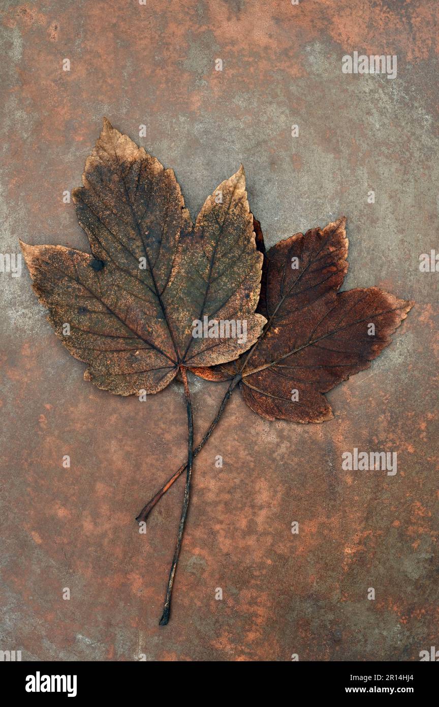 Two autumnal brown leaves of Sycamore or Great nmaple or Acer pseudoplatanus lying on tarnished copper Stock Photo