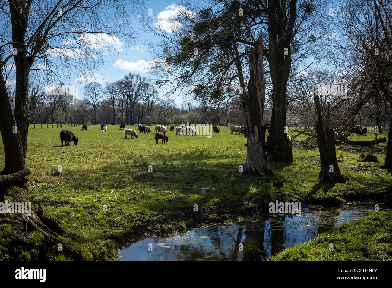 A herd of highland cattle in a grazing field. No people, blue sky Stock ...