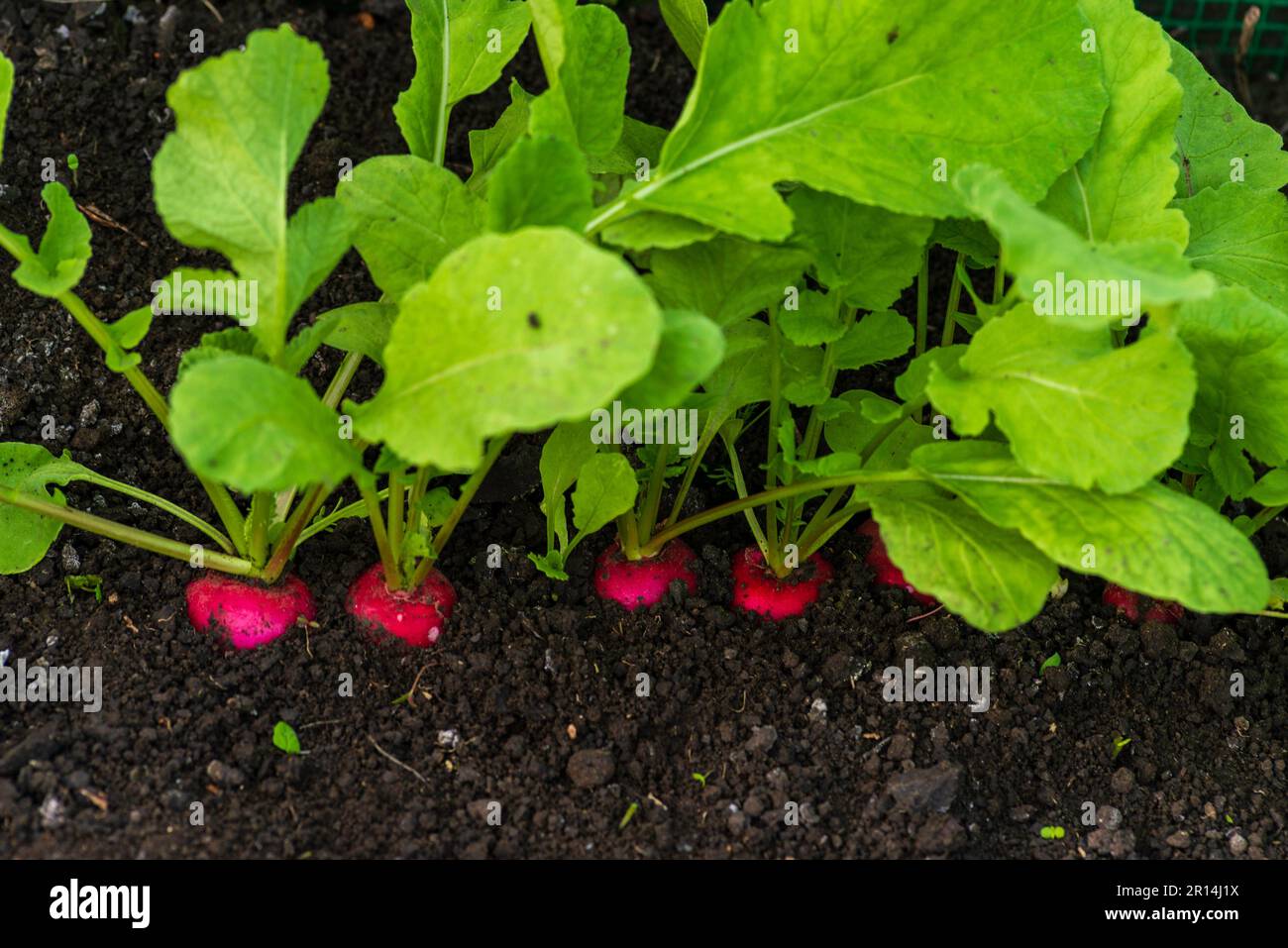 organic radish grows in the ground soil, close up. Gardening background with  plants harvest orchard garden growing Ripe red greenhouse Stock Photo