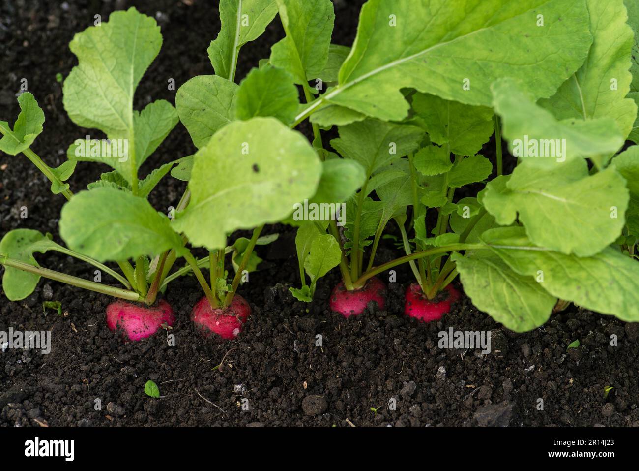 organic radish grows in the ground soil, close up. Gardening background with  plants harvest orchard garden growing Ripe red greenhouse Stock Photo