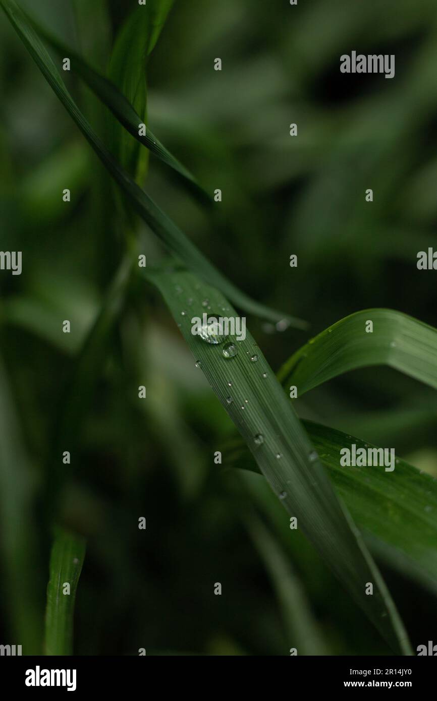 dew drops on the green grass Stock Photo - Alamy