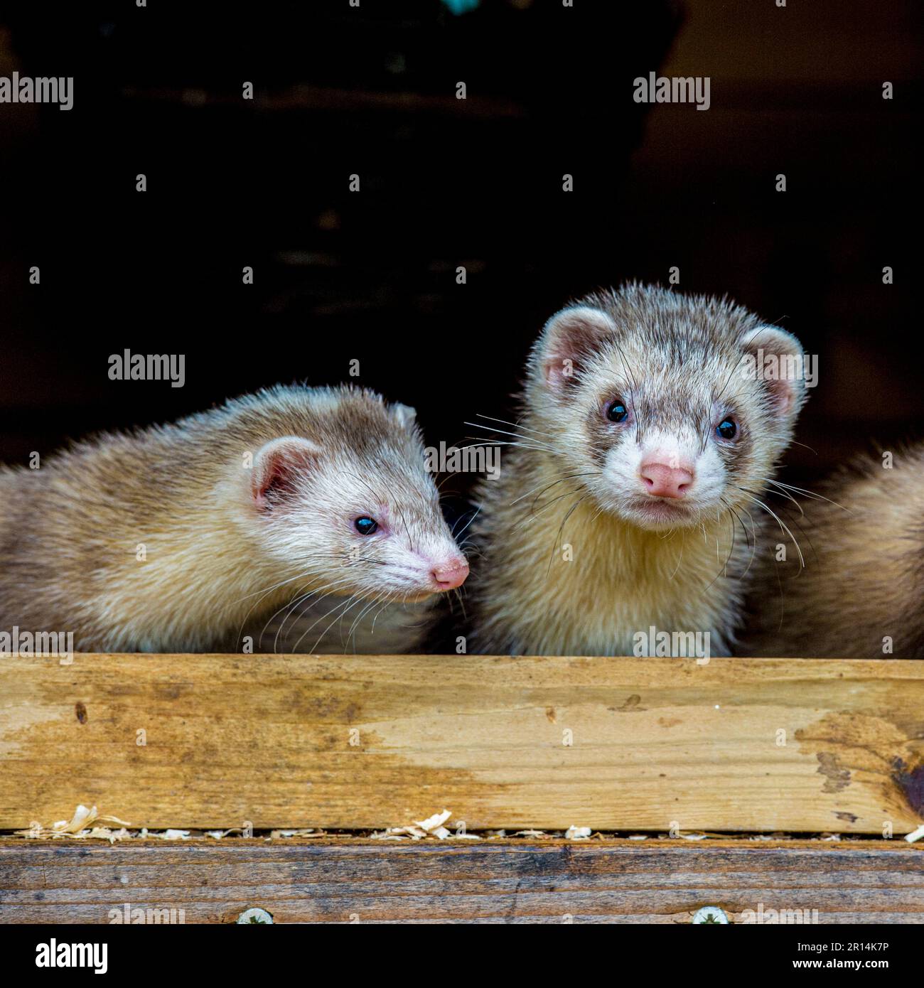 Ferrets for sales sale north yorkshire