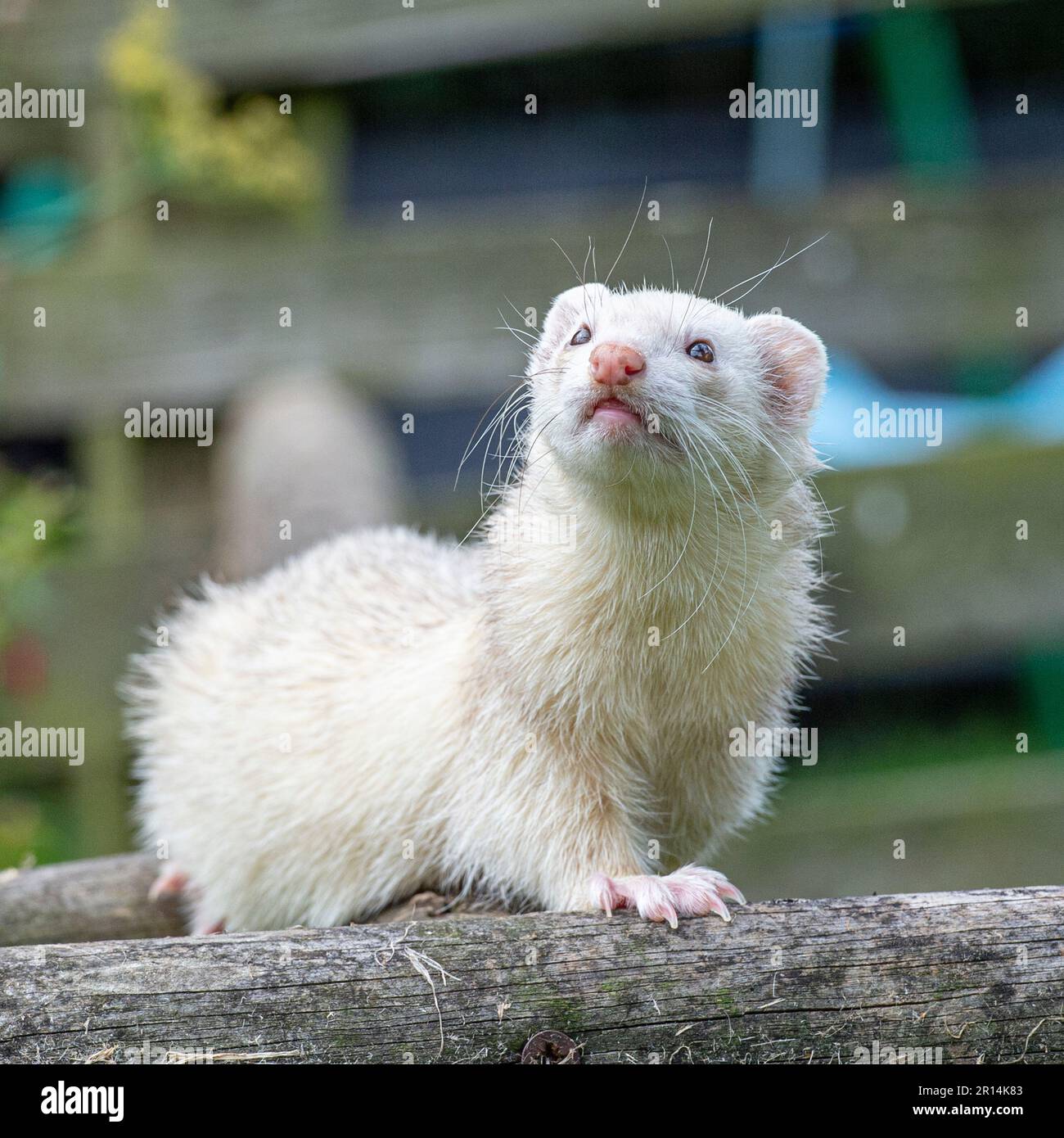 ferret Stock Photo