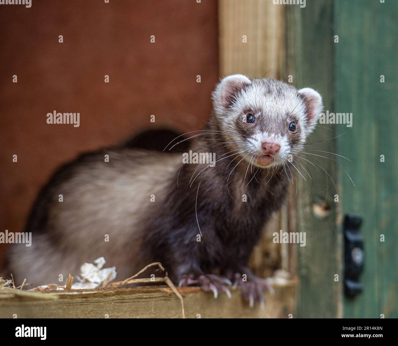 Ferret hutch cheap