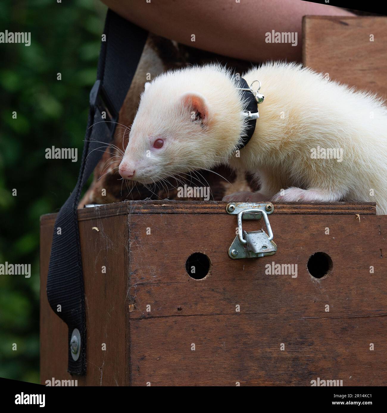 white ferret with owner Stock Photo Alamy