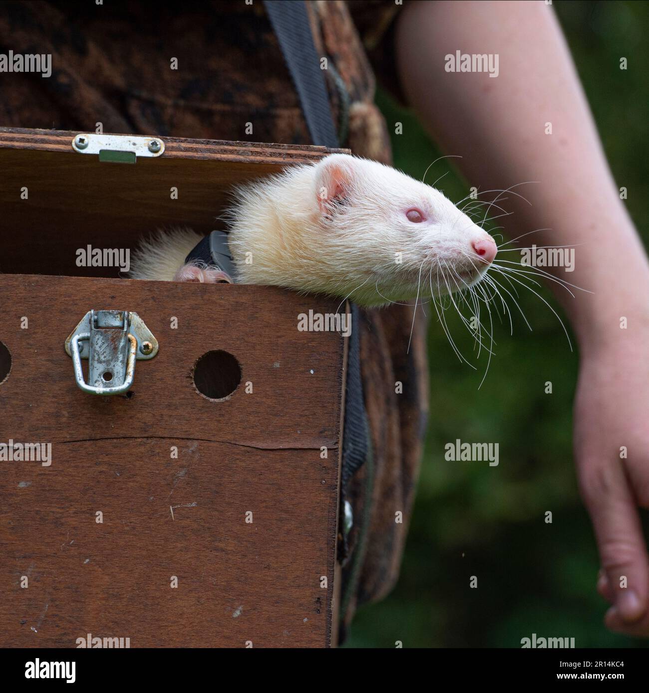 white ferret with owner Stock Photo
