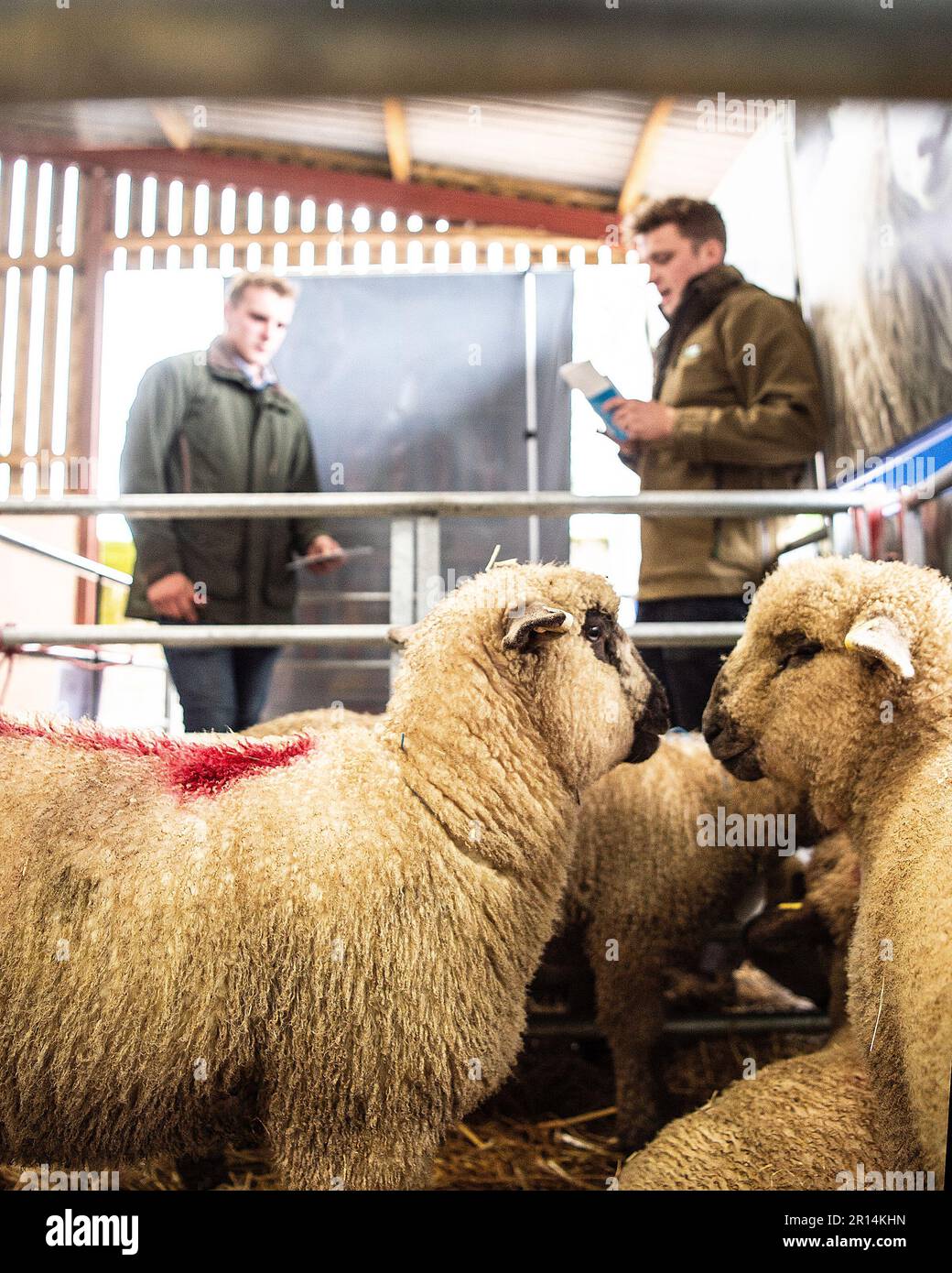 sheep at a sheep show Stock Photo