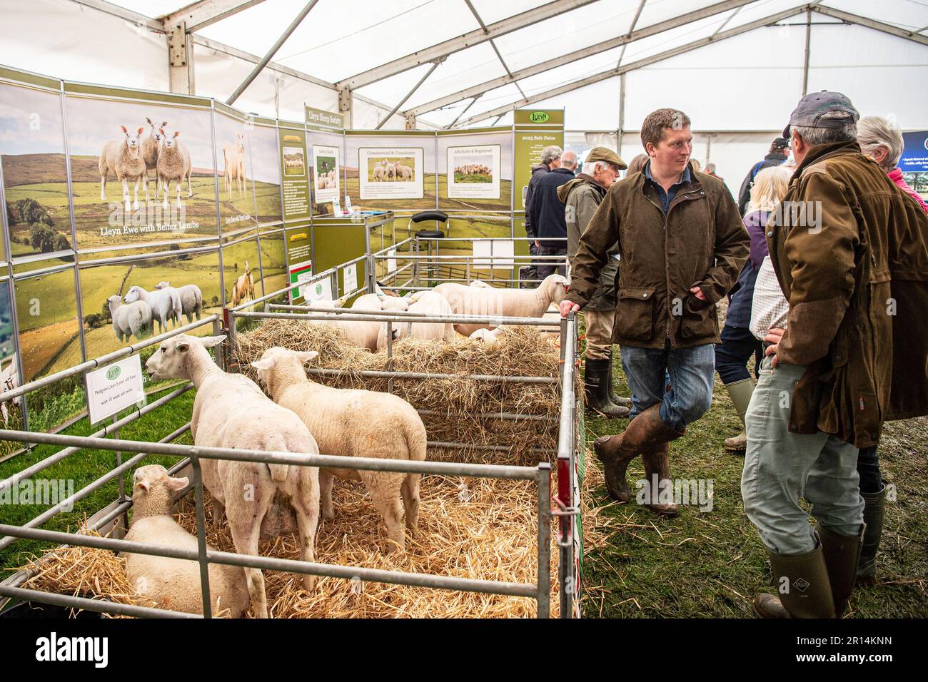 sheep show Stock Photo