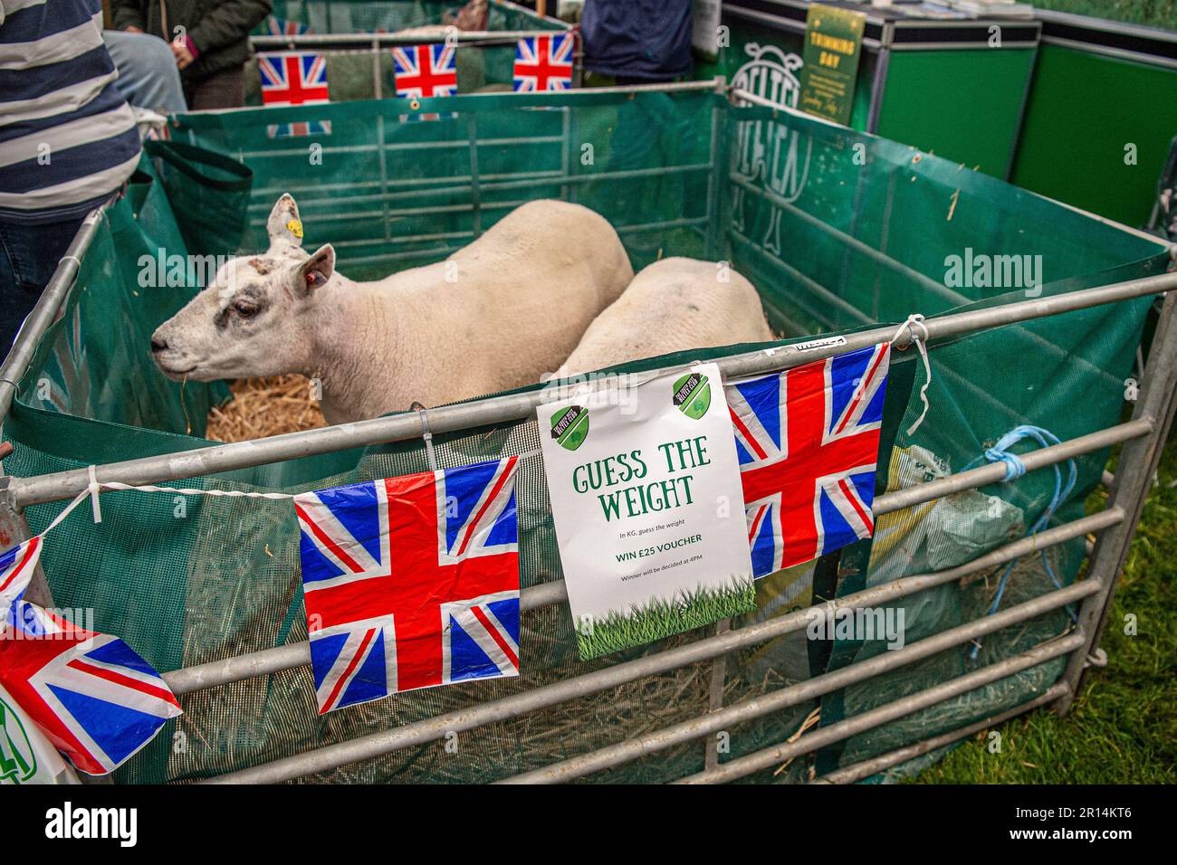 Sheep Size Comp guess the weight of the sheep competition Stock Photo - Alamy