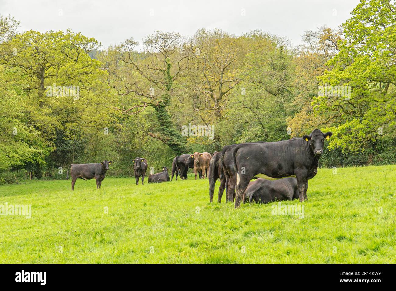 herd of beef cattle Stock Photo