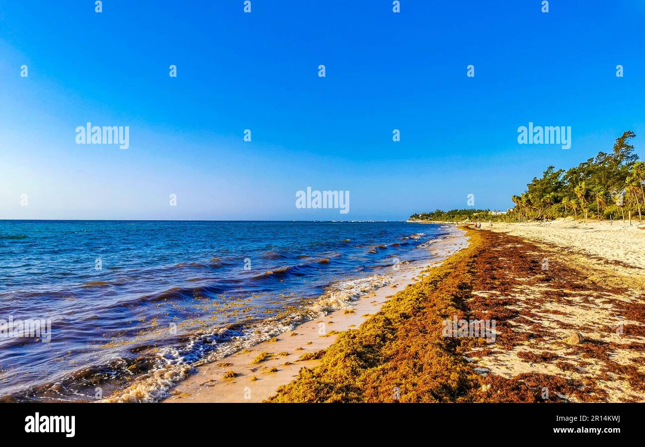 The beautiful Caribbean beach totally filthy and dirty the nasty ...