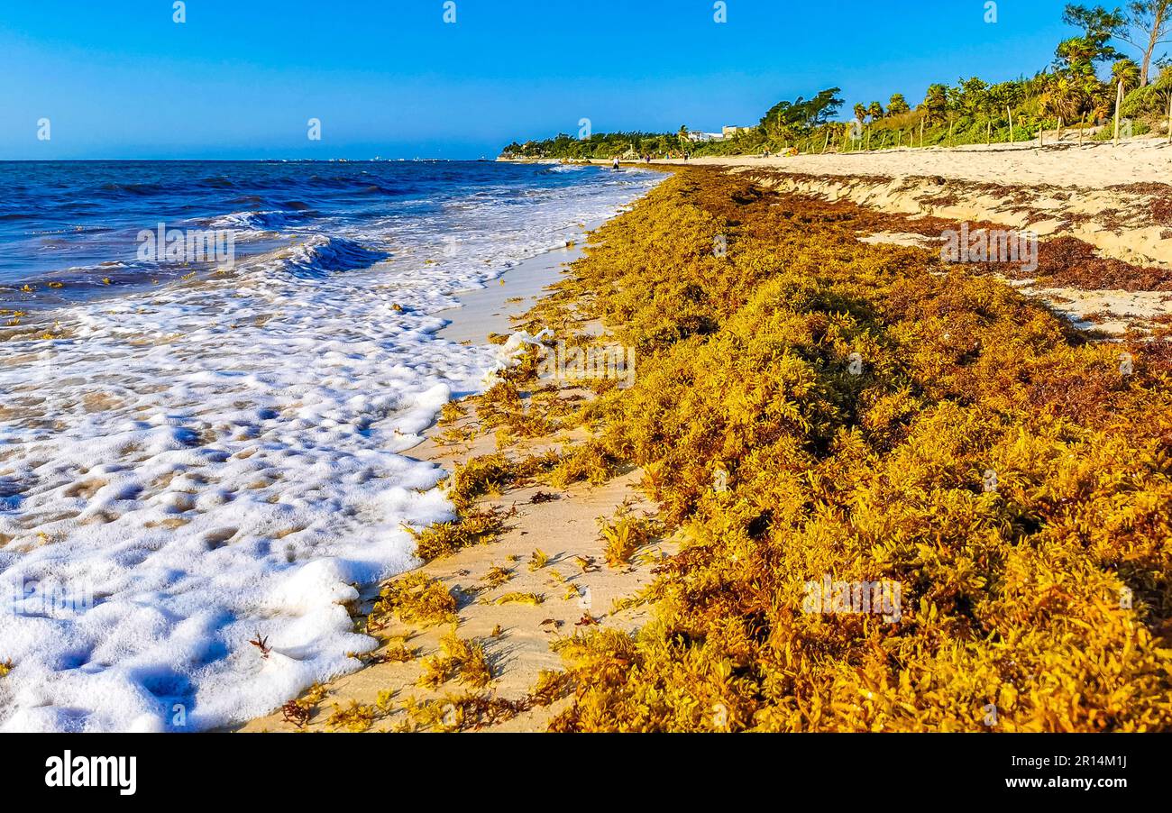 The beautiful Caribbean beach totally filthy and dirty the nasty ...