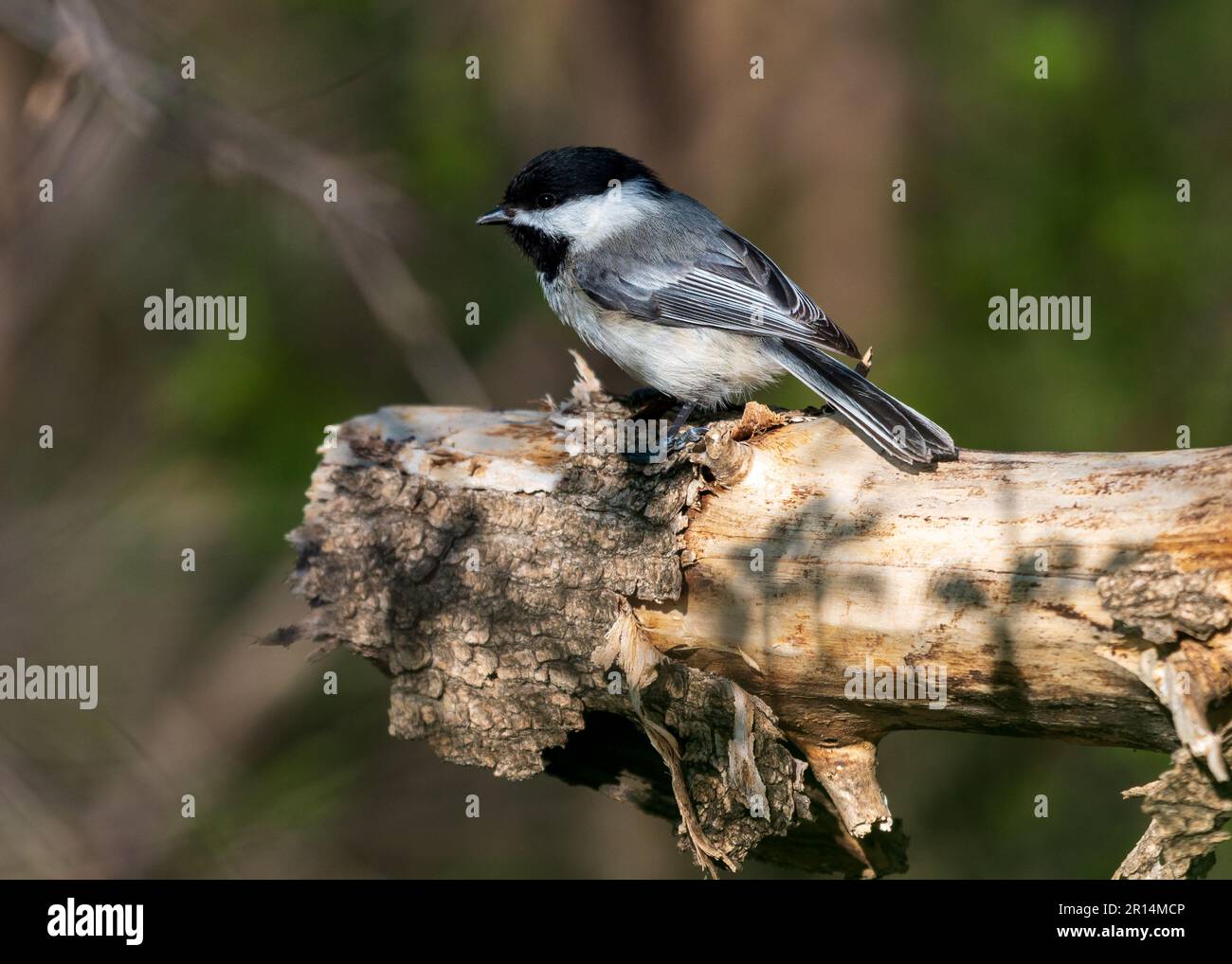 Cute Black-capped Chickadee Perched on Dead Branch Stock Photo