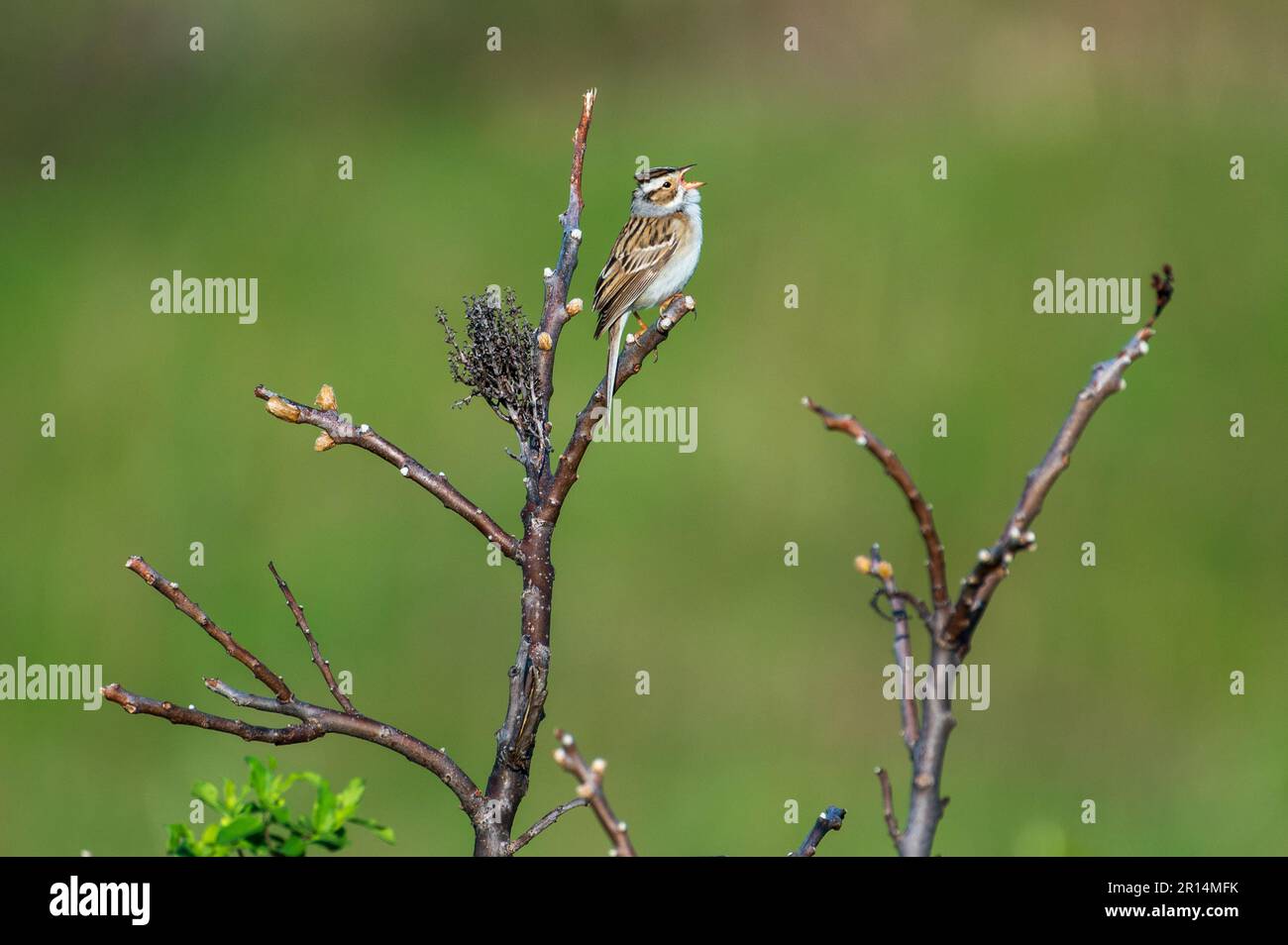 Clay-colord Sparrow Singing While Perched on Branch Stock Photo