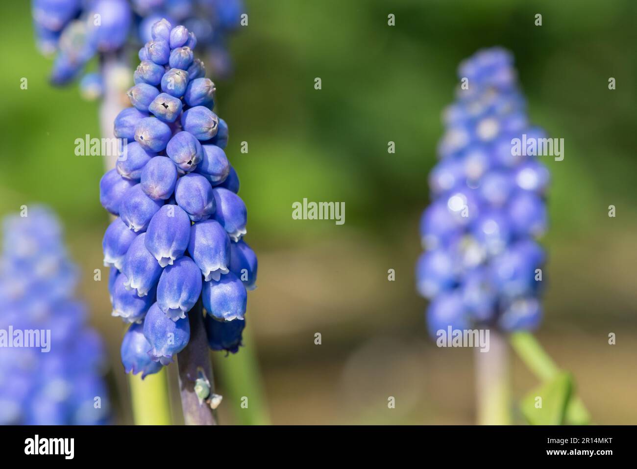 Close up of a garden grape hyacinth (muscari americanum) flower in bloom Stock Photo