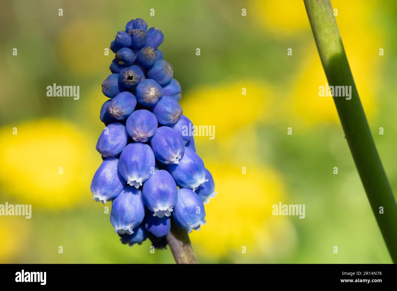 Close up of a garden grape hyacinth (muscari americanum) flower in bloom Stock Photo