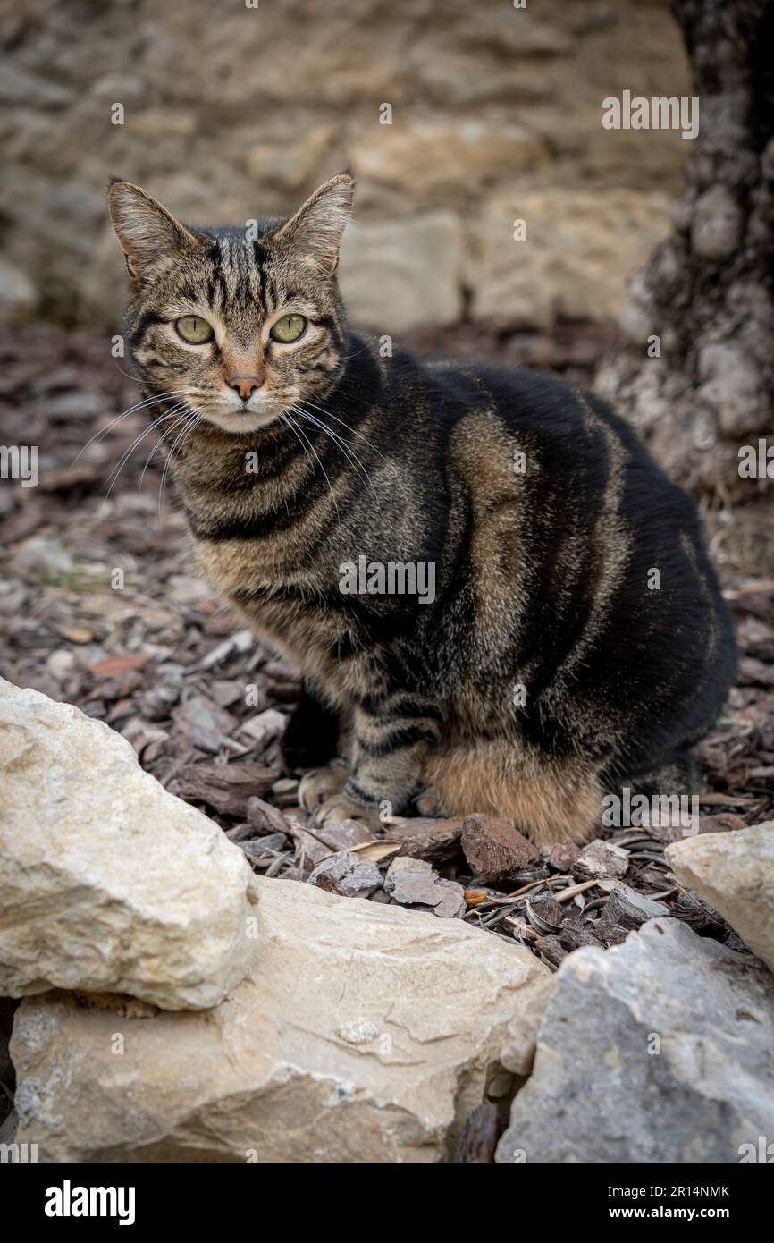 A tabby cat sitting and staring ahead Stock Photo - Alamy
