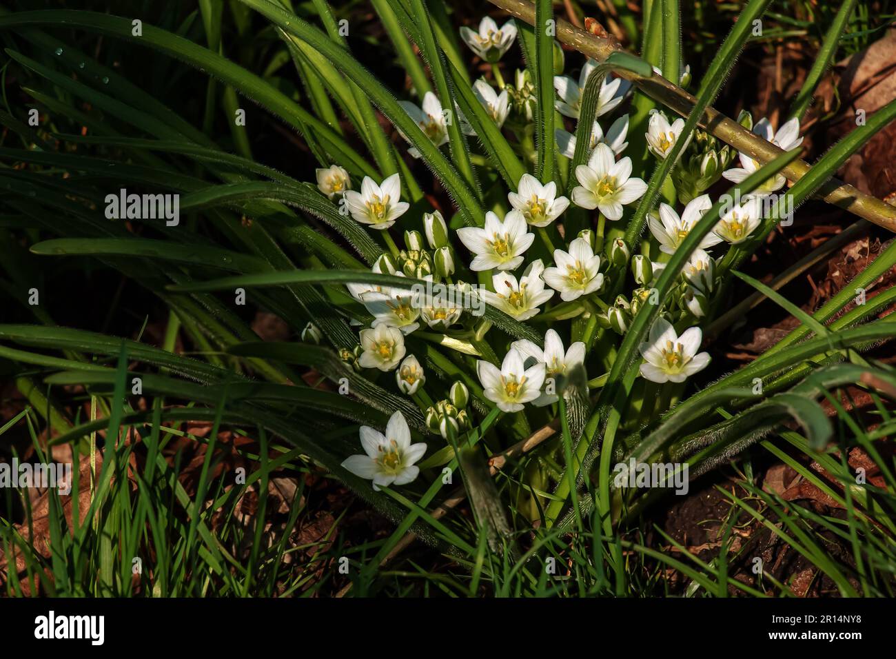 Close-up many bright white mountain flowers. First spring flower white Ornithogalum fimbriatum Stock Photo
