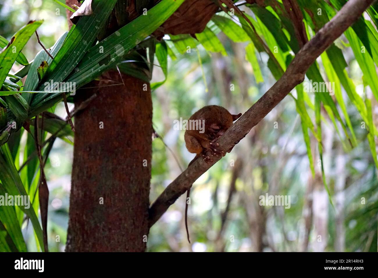 Portrait of Tarsier monkey (Tarsius Syrichta) on the tree at bohol ...