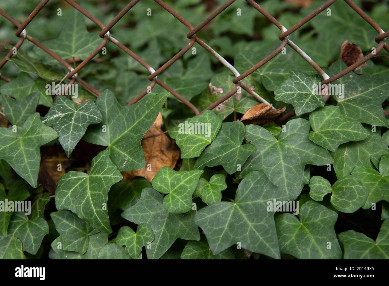 english ivy on fence