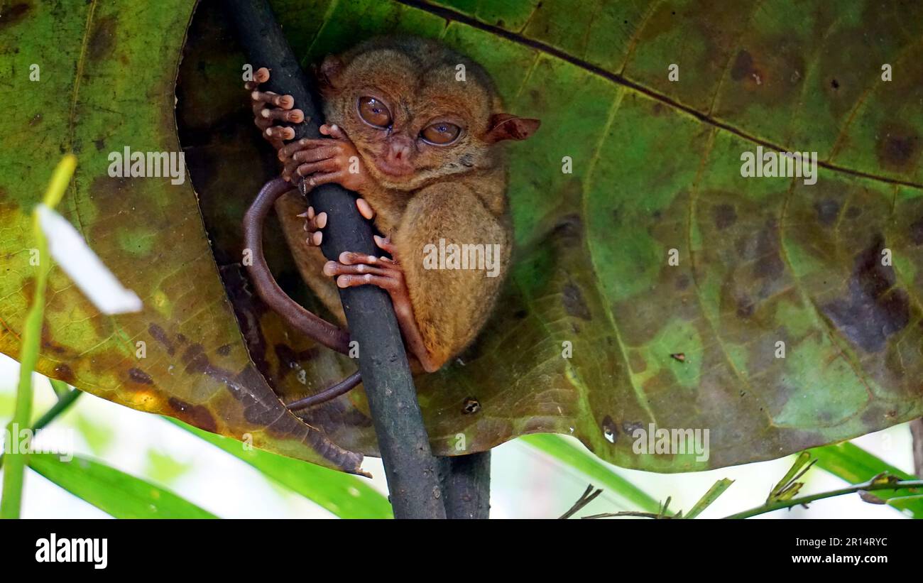 Portrait of Tarsier monkey (Tarsius Syrichta) on the tree at bohol ...