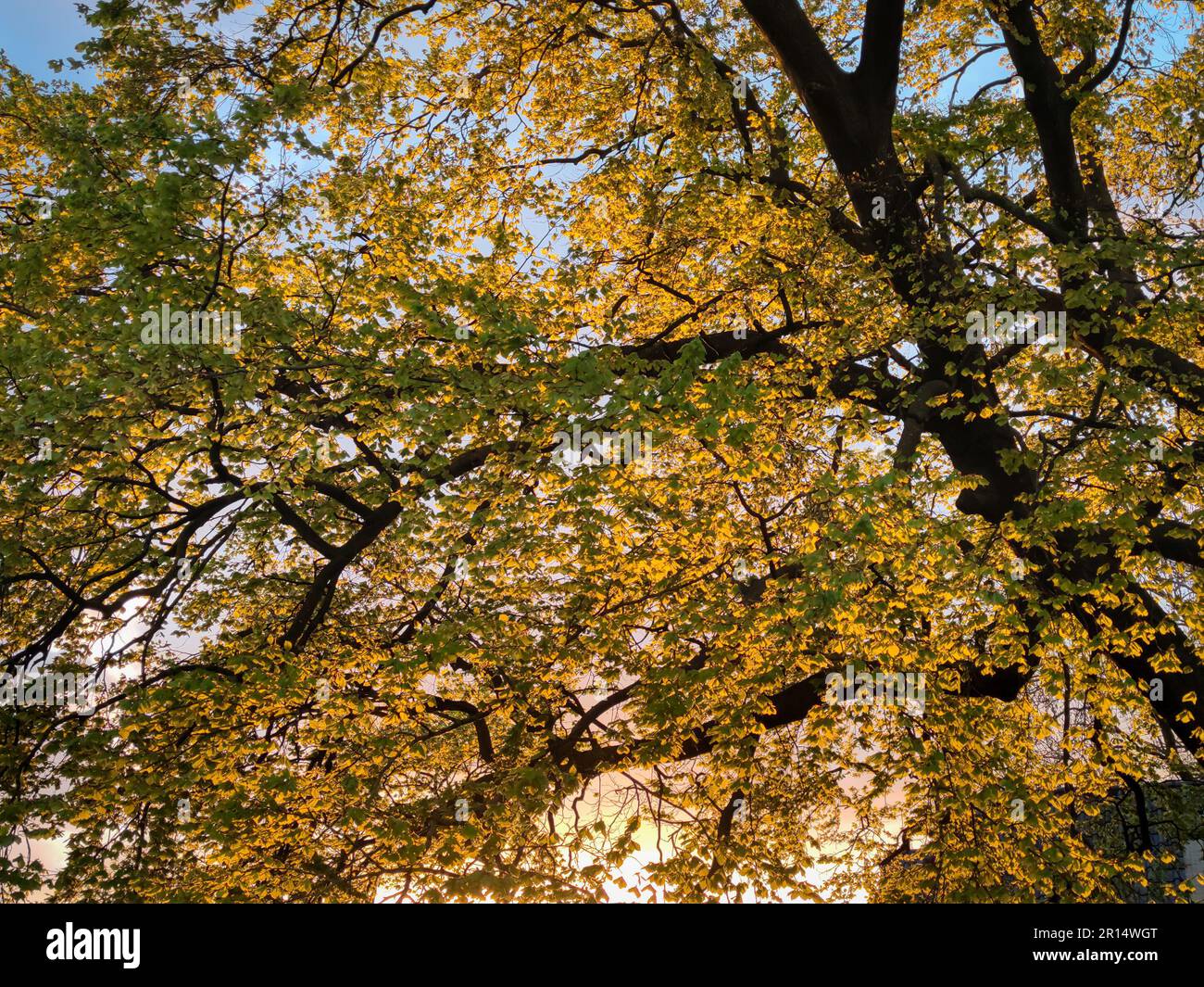 Golden orange yellow setting sunlight hi-res stock photography and ...