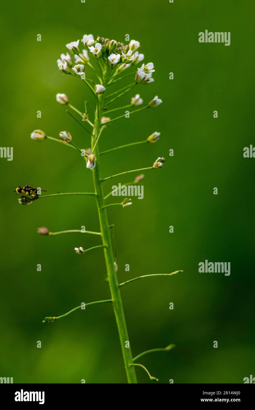 Macro close up Green meadow with Capsella bursa pastoris, Flower of Shepherd's purse. natural background, Wild grass  field Green white flower weed  h Stock Photo