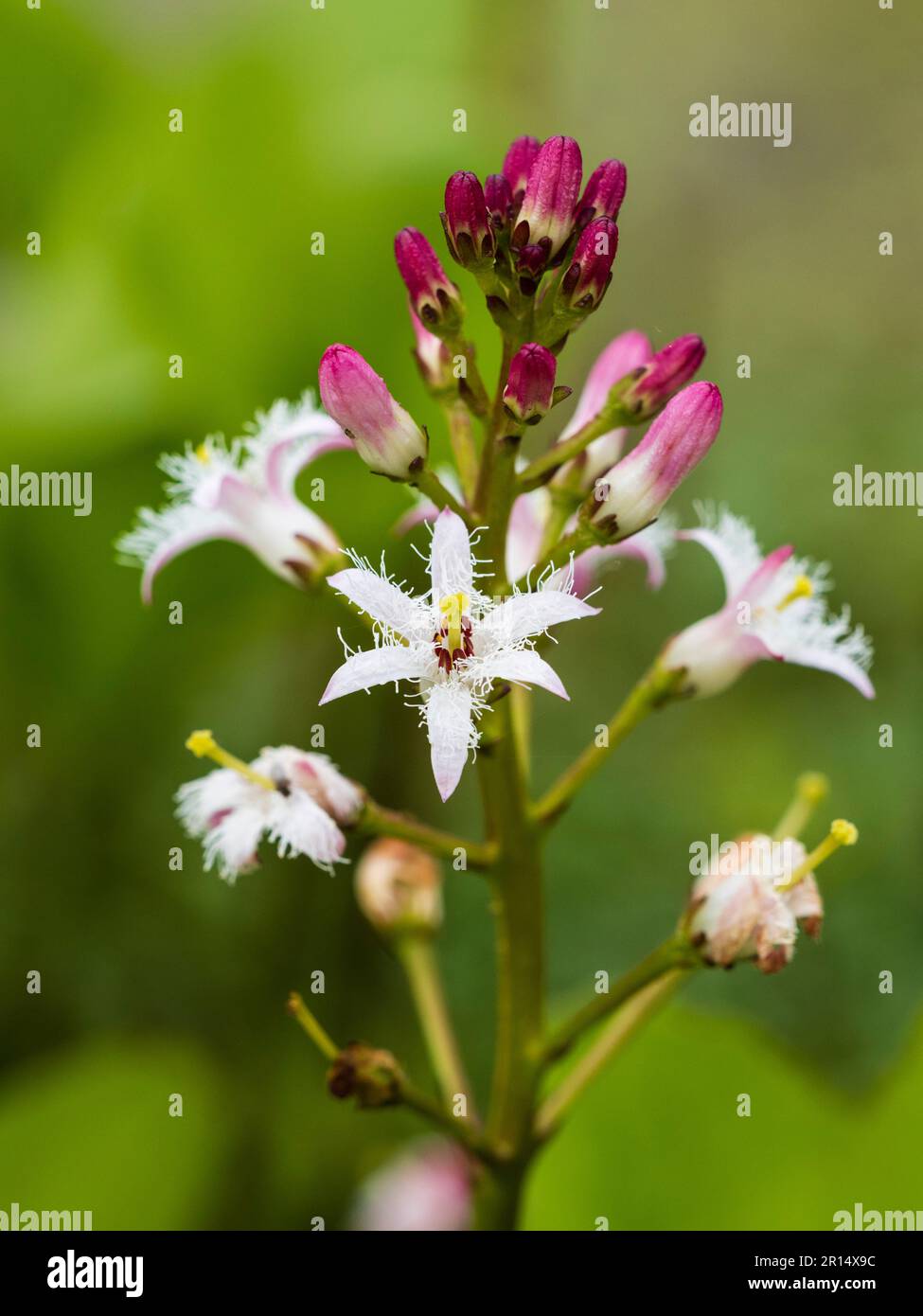 Hairy star like flowers of the marginal aquatic pond plant, Menyanthes trifoliata, the bog bean Stock Photo