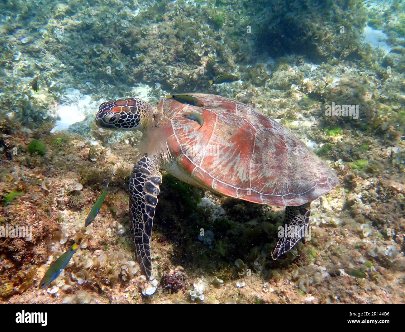 snorkeling with a sea turtle at moalboal on cebu island Stock Photo Alamy