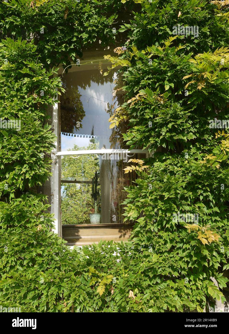 A ground-floor window of Brobury House tower peeks through wisteria ...