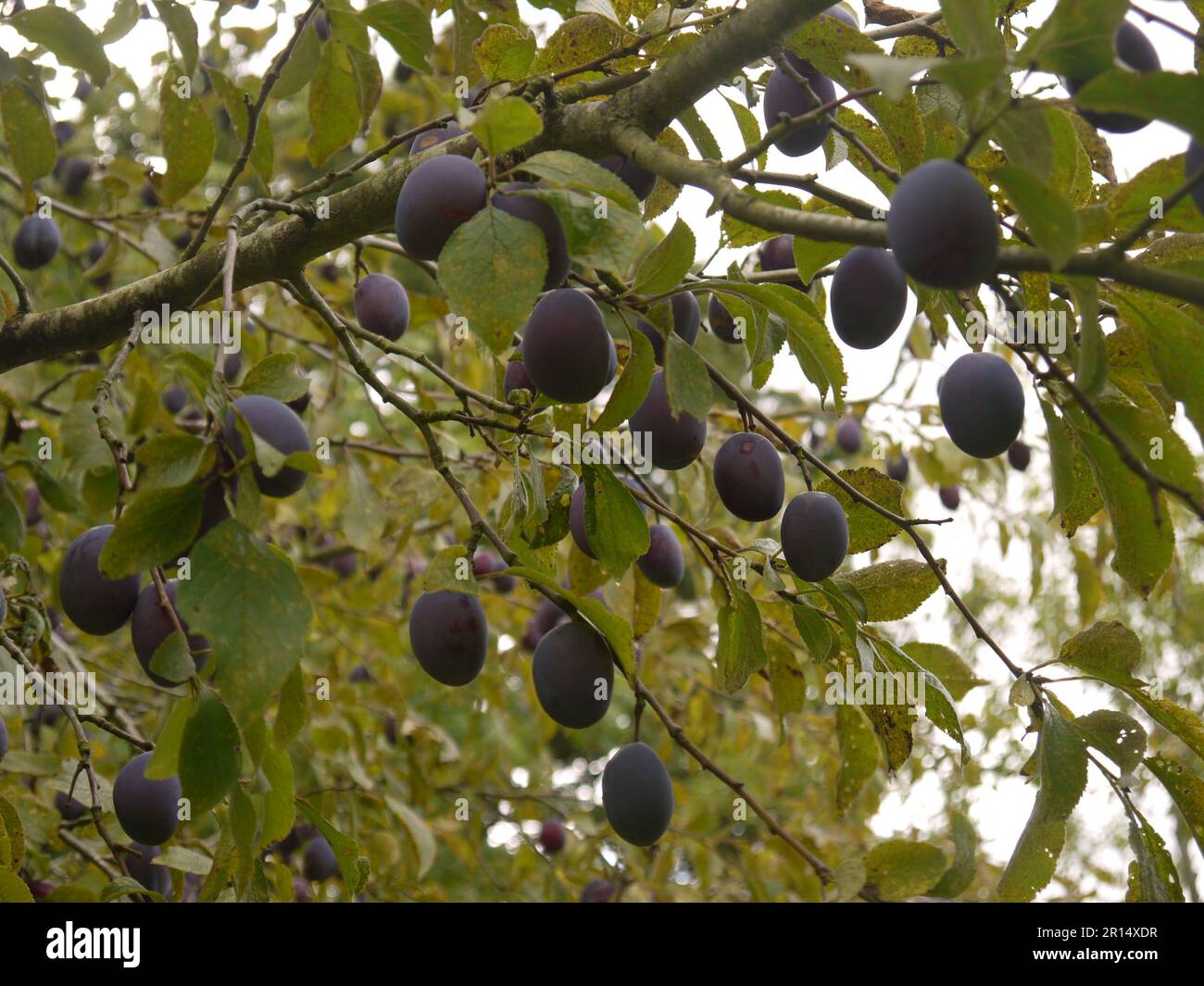 Pendulous ripe plums haging from a tree in Brobury House Gardens, Herefordshire, UK Stock Photo