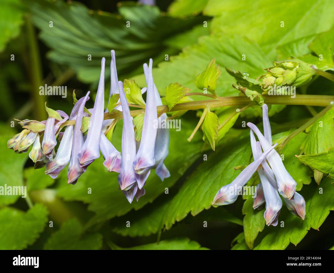 Spring flowers in the spike of the hardy evergreen perennial, Corydalis temulifolia 'Chocolate Stars' Stock Photo