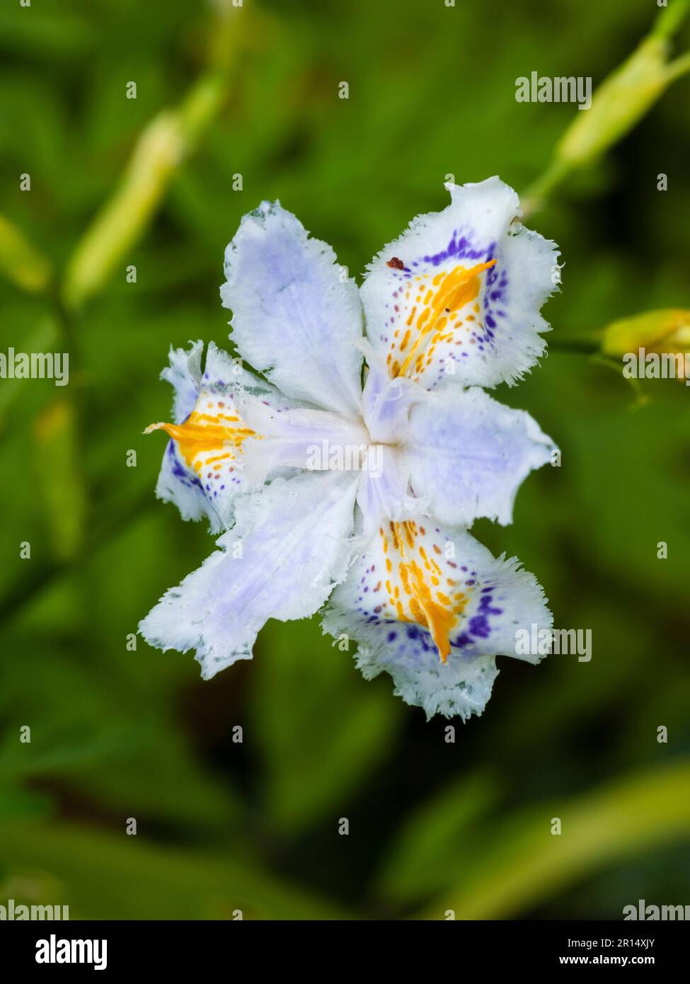 Single flower of the blue, white and orange Japanese crested iris,  Iris japonica Stock Photo