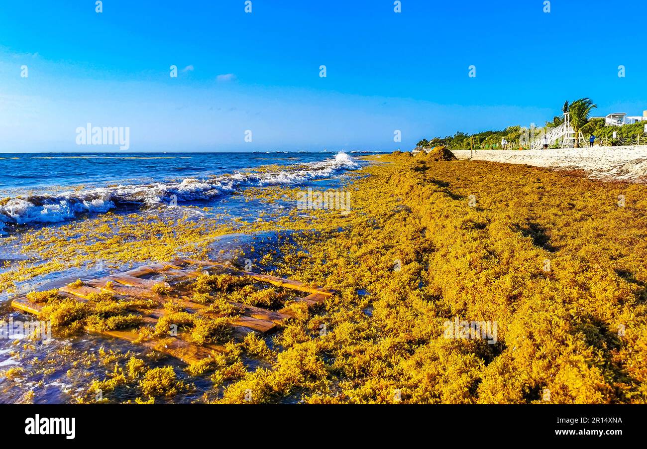 The beautiful Caribbean beach totally filthy and dirty the nasty ...