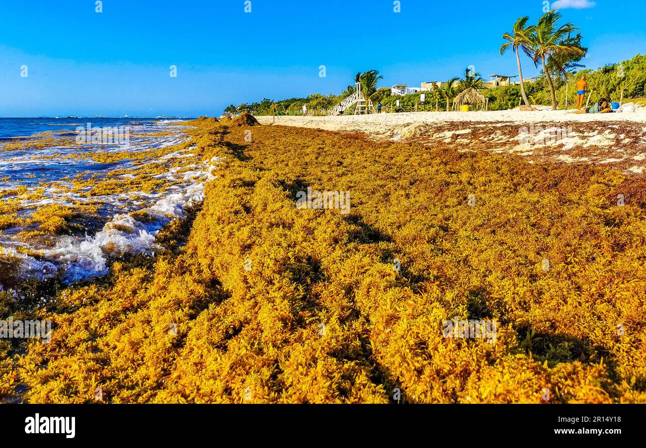 Playa del Carmen Quintana Roo Mexico 31. March 2023 The beautiful ...