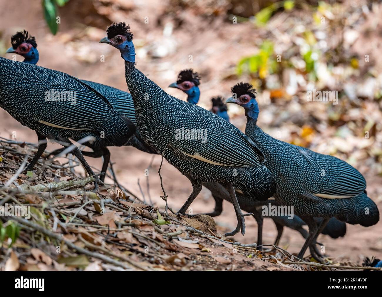 A group Eastern Crested Guineafowls (Guttera pucherani) foraging in