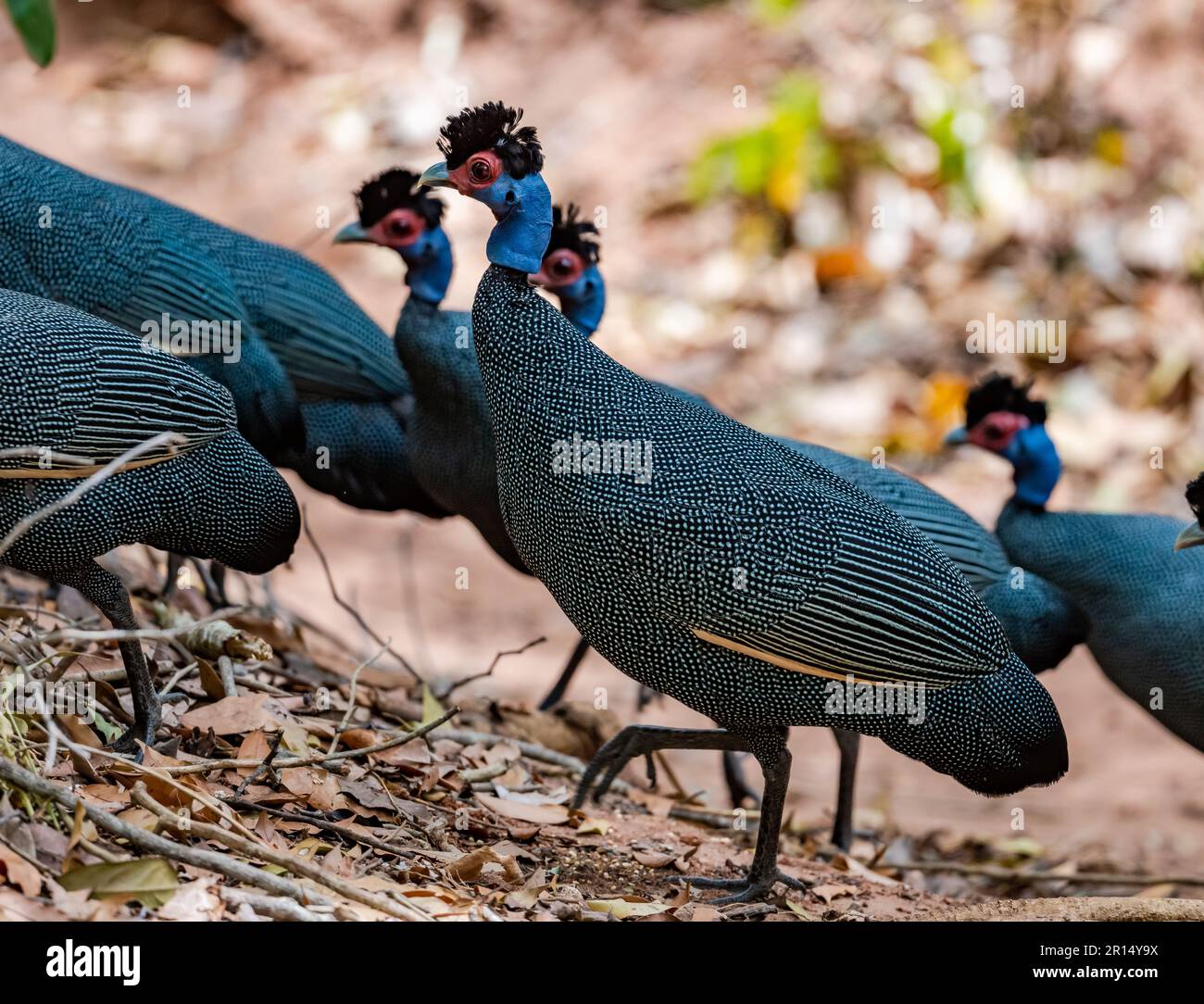 A group Eastern Crested Guineafowls (Guttera pucherani) foraging in forest. Kenya, Africa. Stock Photo