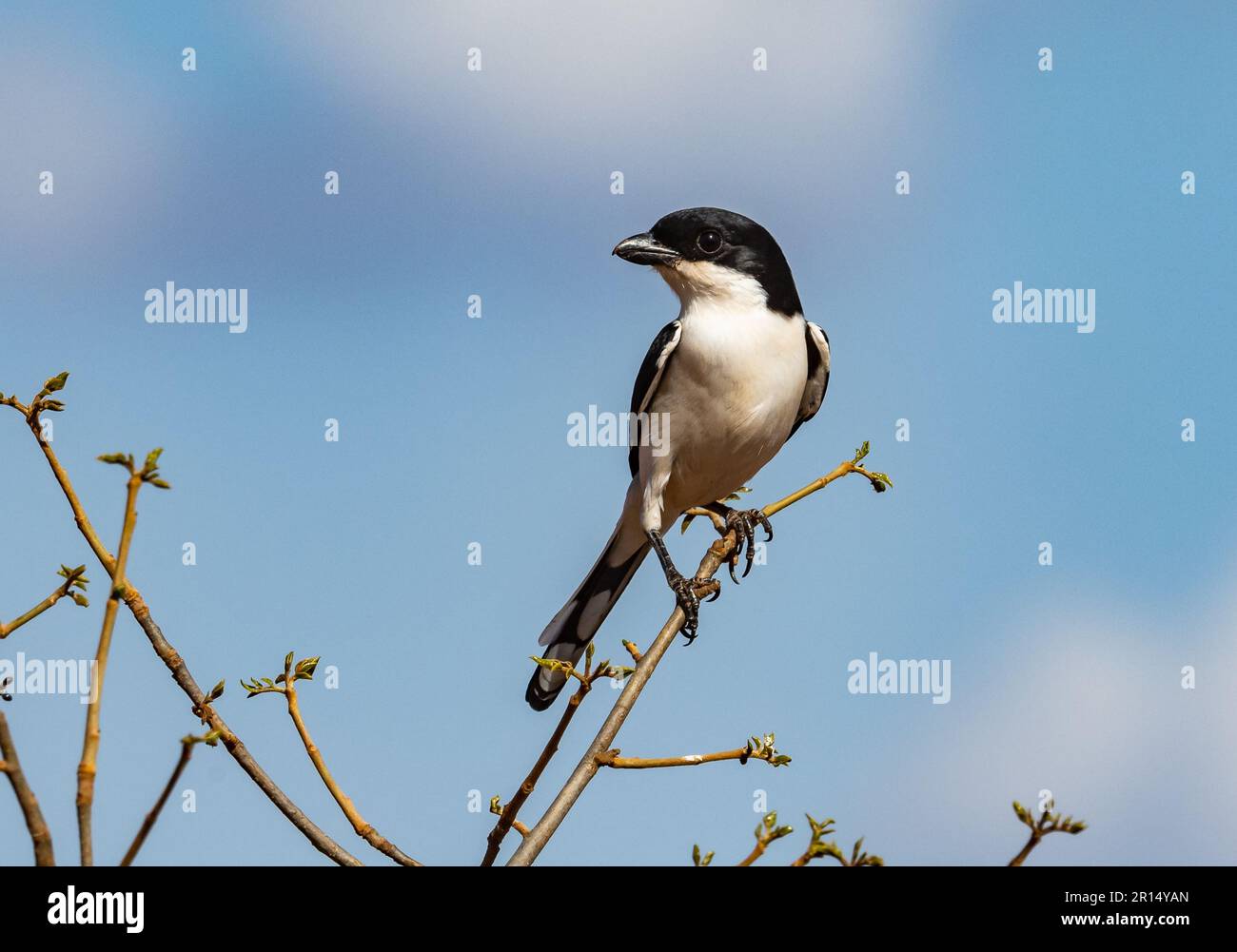 A Taita Fiscal (Lanius dorsalis) perched on a branch. Kenya, Africa. Stock Photo