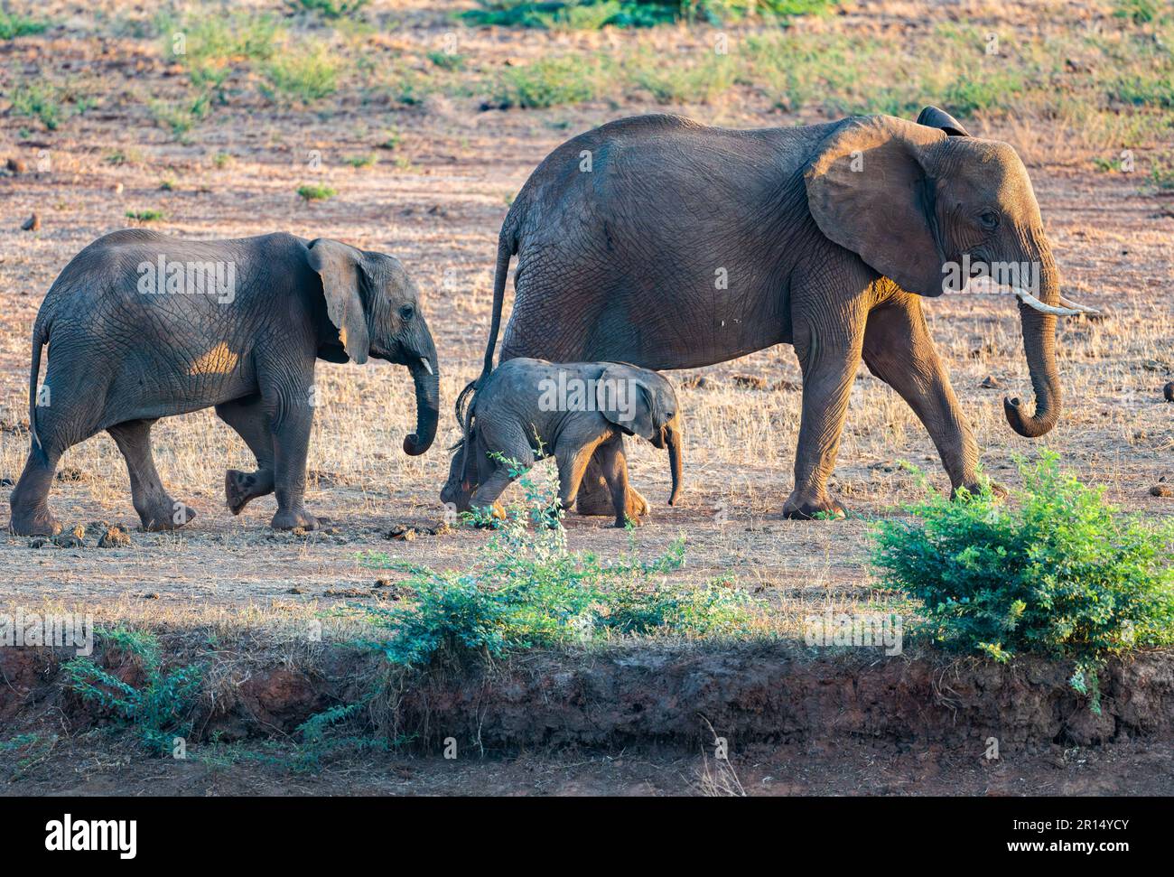 A family African Elephants (Loxodonta africana). Kenya, Africa. Stock Photo