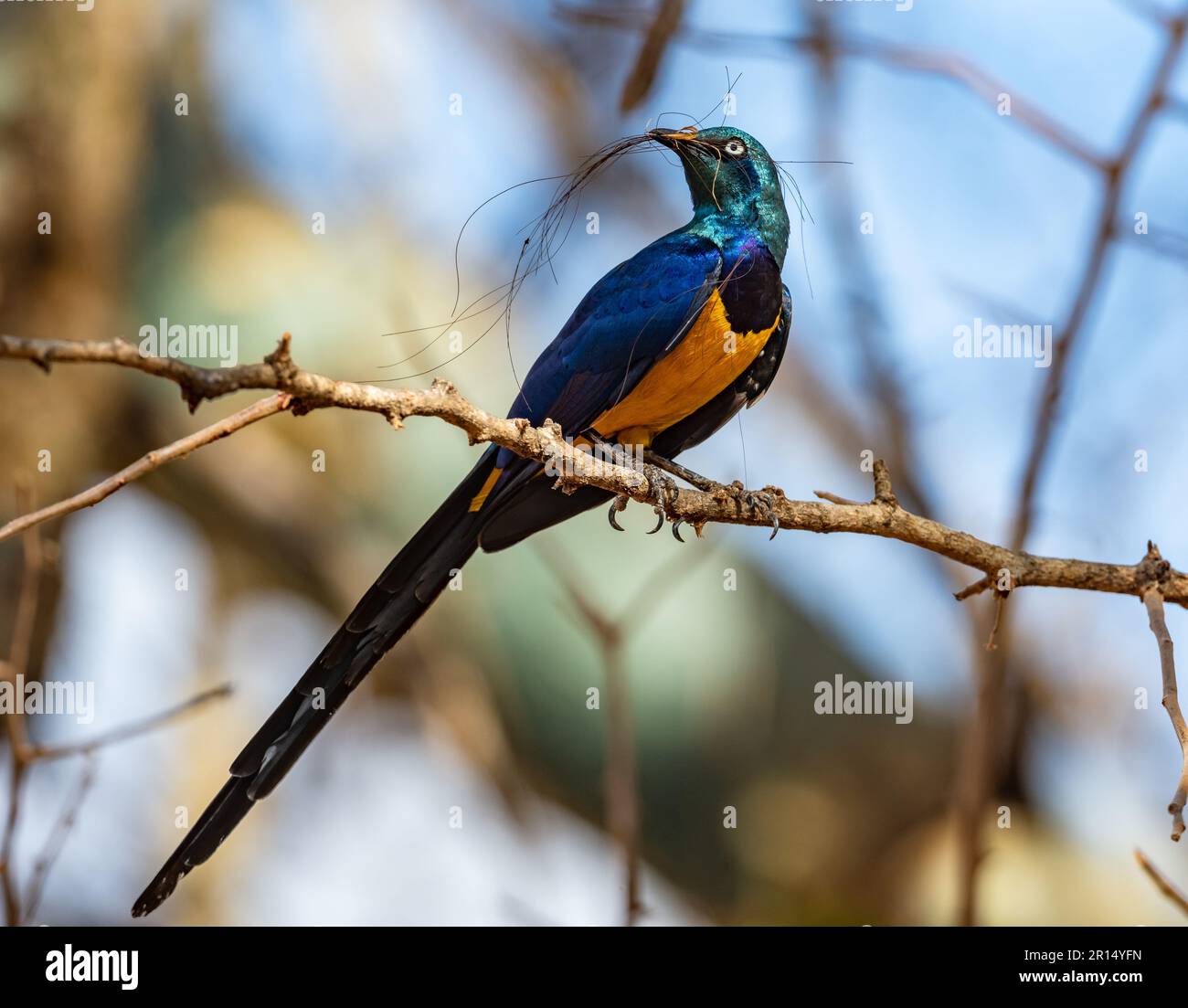 A colorful Golden-breasted Starling (Lamprotornis regius) perched on a branch with nesting material. Kenya, Africa. Stock Photo