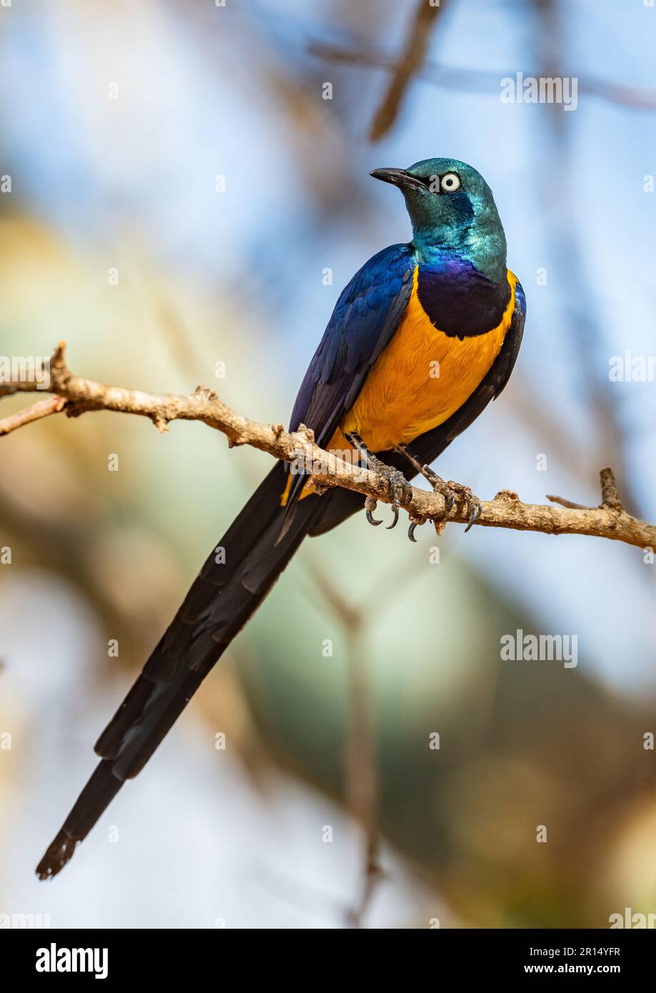 A colorful Golden-breasted Starling (Lamprotornis regius) perched on a branch. Kenya, Africa. Stock Photo