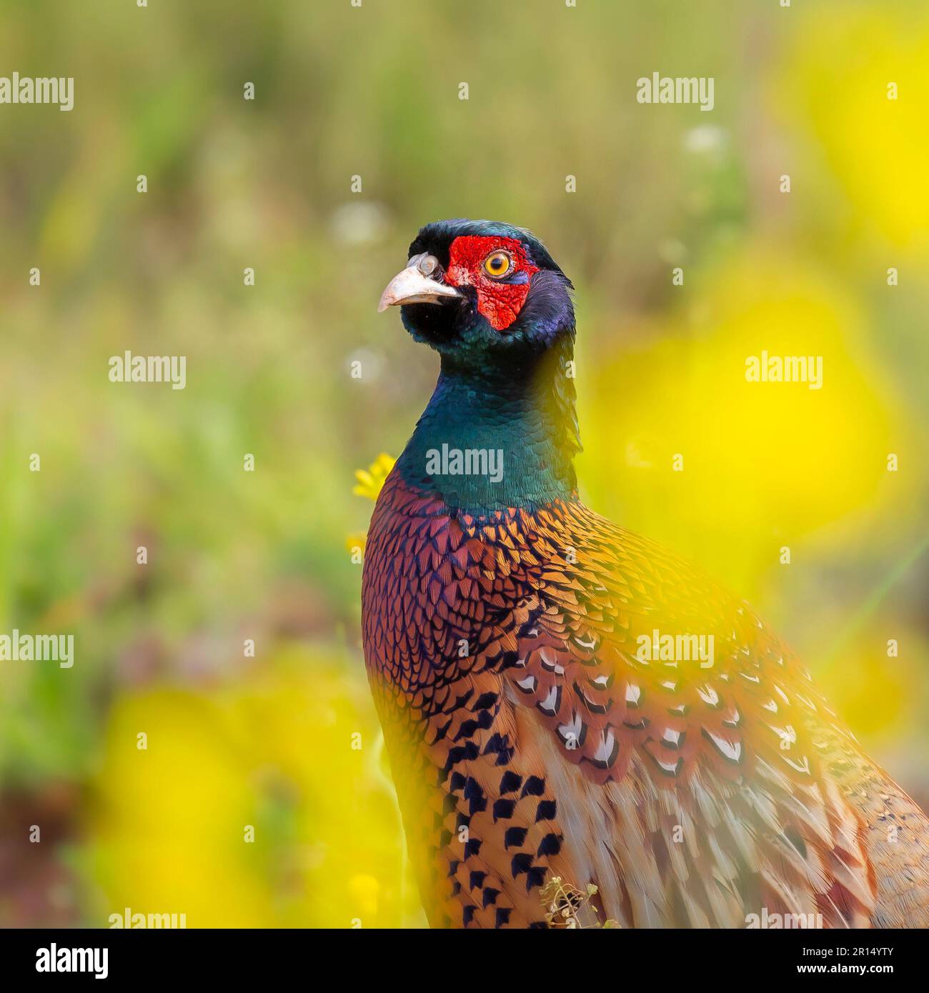 Kidderminster, UK. 11th May, 2023. UK weather: the local wildlife keeps an eye out for the changeable weather conditions with a mixture of showers and sunshine. A brightly coloured pheasant enjoys some afternoon sun. Credit: Lee Hudson/Alamy Live News Stock Photo