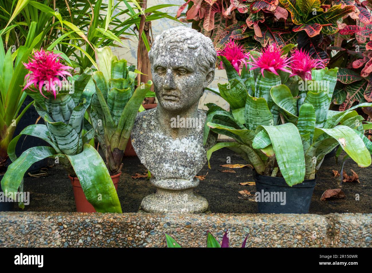 Plants and flowers in the Palm House in Belfast Botanic Gardens, Queens