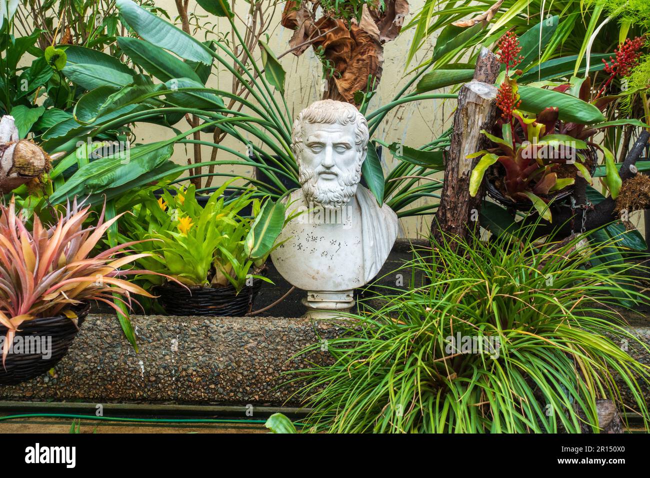 Plants and flowers in the Palm House in Belfast Botanic Gardens, Queens