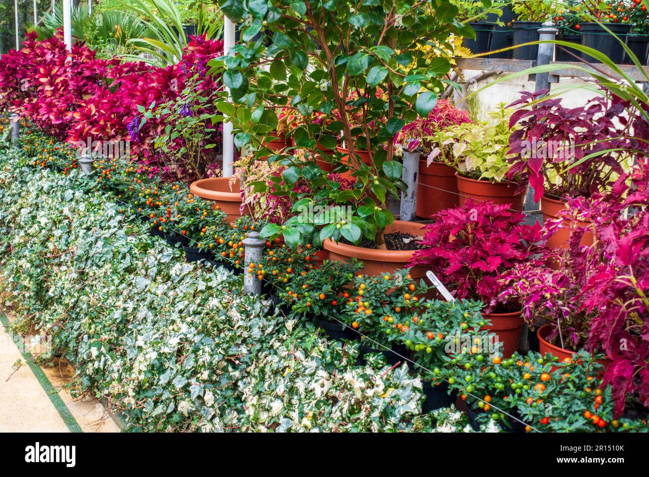 Plants and flowers in the Palm House in Belfast Botanic Gardens, Queens